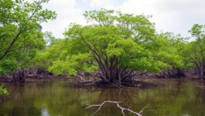 hutan mangrove bagi kehidupan di pesisir