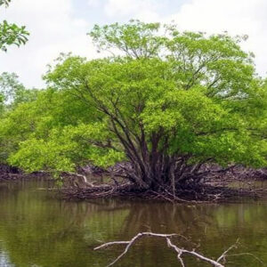 hutan mangrove bagi kehidupan di pesisir