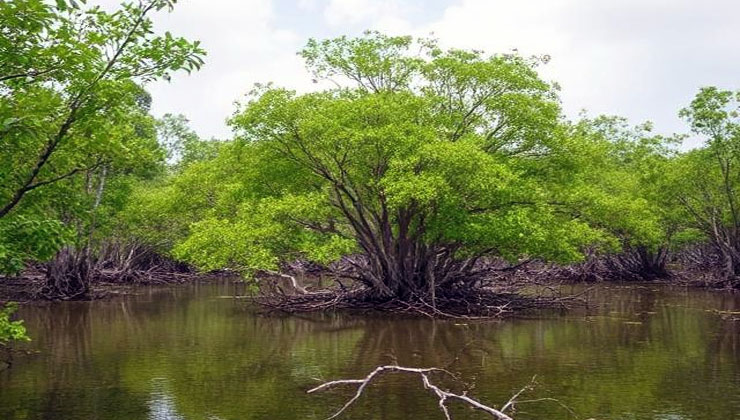 hutan mangrove bagi kehidupan di pesisir